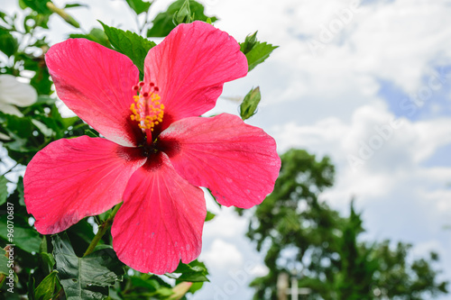 hibiscus