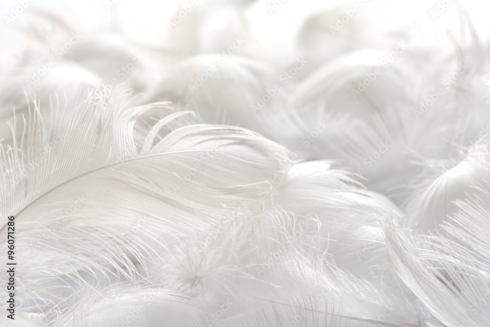 Fototapeta Białe pióra