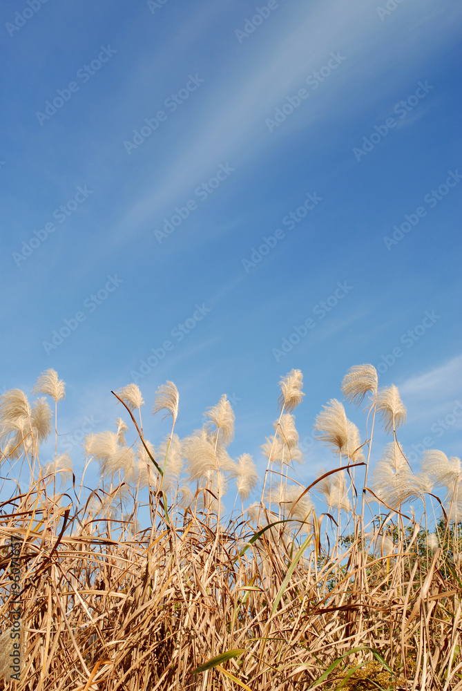 Obraz premium 葦