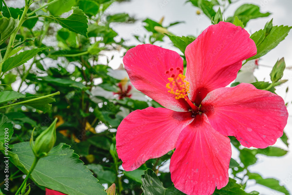 hibiscus hibiscus