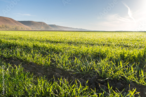 Young wheat field