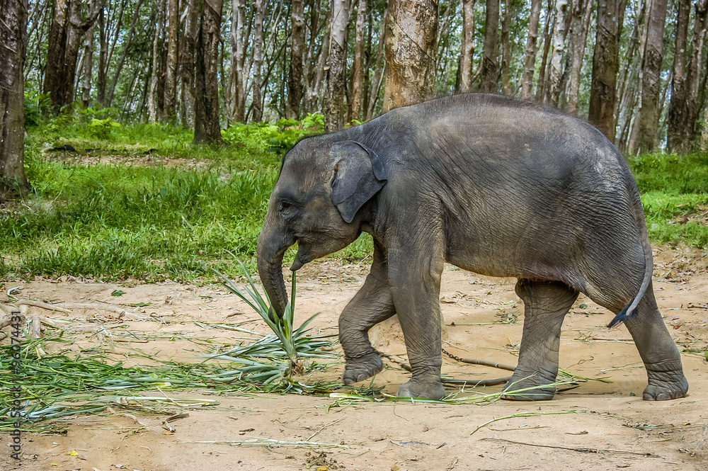 Baby Asian Elephant in South Thailand