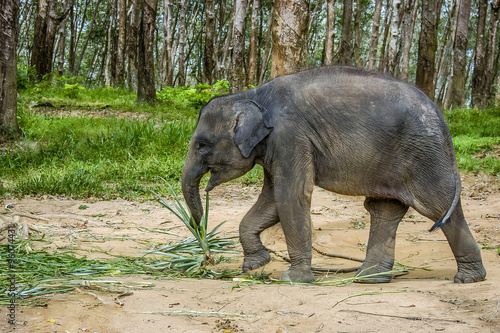 Obraz na płótnie Baby Asian Elephant in South Thailand w salonie