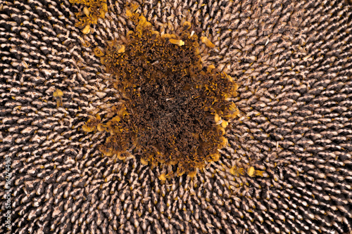 Sunflower with seeds. Textured background.