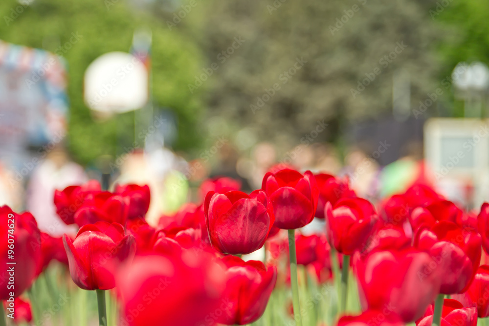 Obraz premium Beautiful red tulips growing on city flowerbeds
