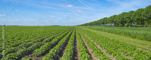 Vegetables growing on a sunny field in spring