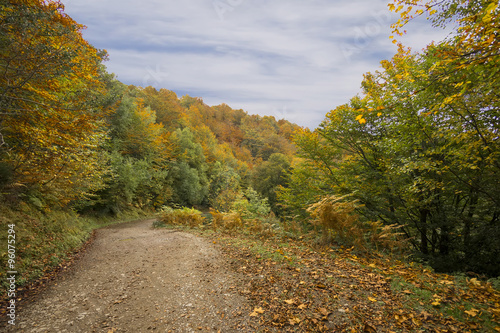 A road leads into the distance surrounded by yellow and green autumn foliage in a dense forest.
