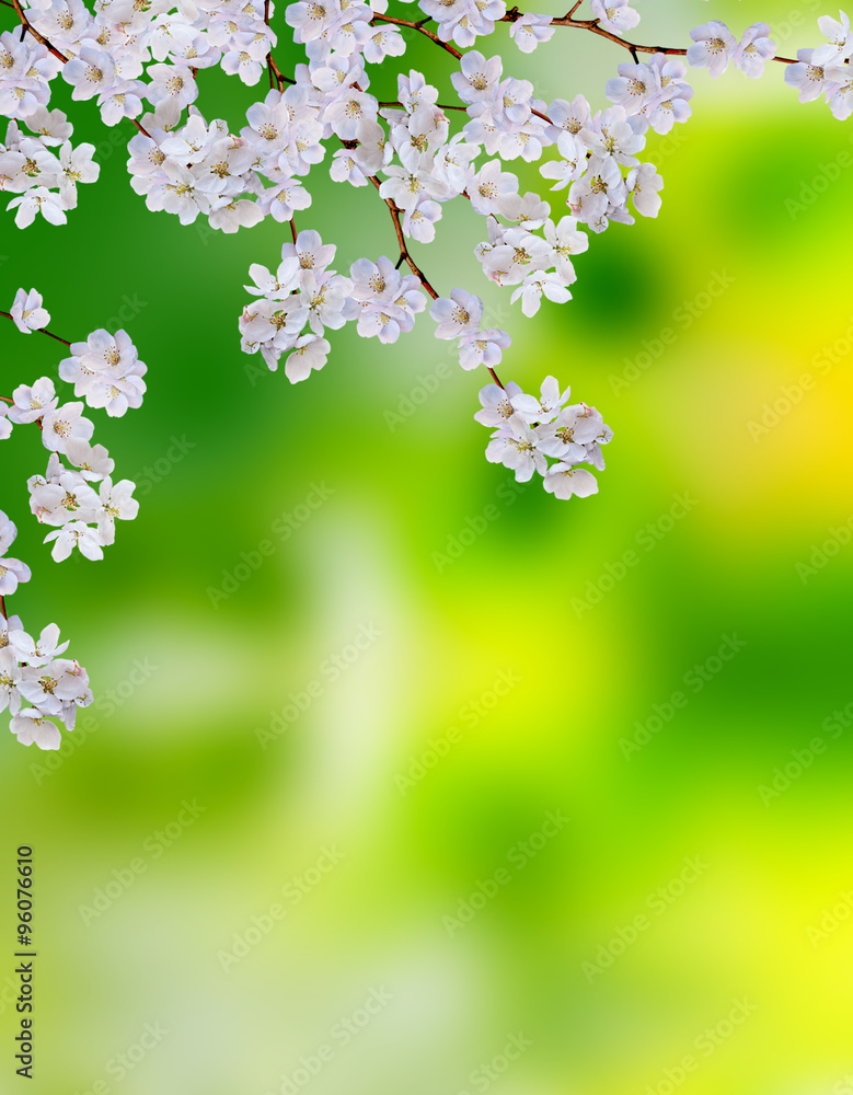 blooming apple tree blooming apple tree