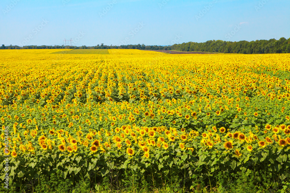 Field of blooming sunflowers