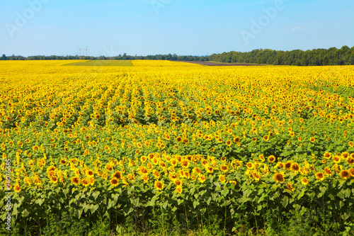 Field of blooming sunflowers © Petrik