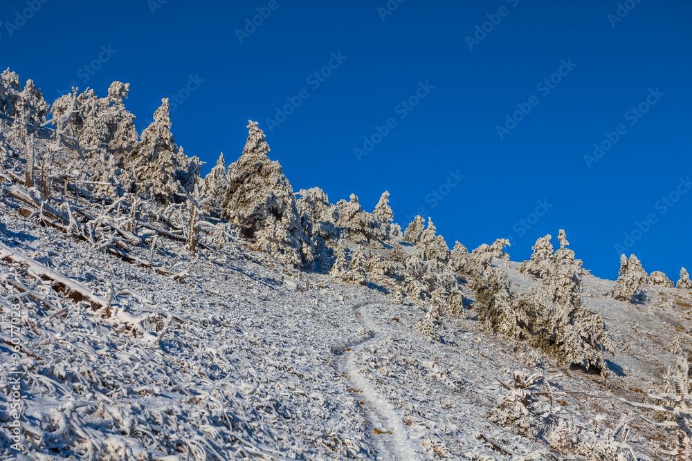 snowbound forest on a mount slope snowbound forest on a mount slope