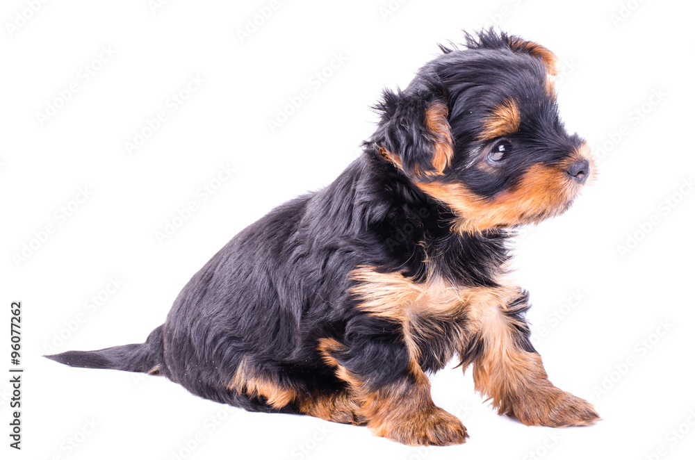 Cute yorkshire terrier puppy sitting, 2 months old, isolated on white.