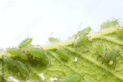 Many aphids on leaf photo