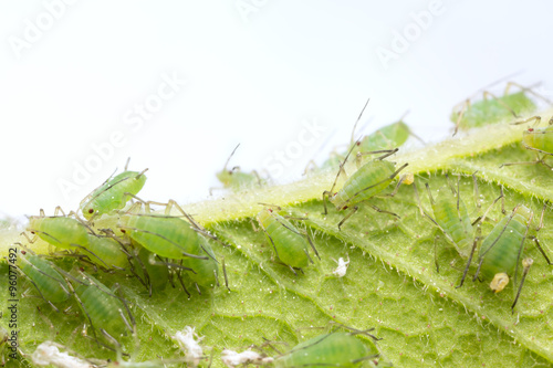 Fényképezés Many aphids on leaf