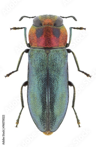 Beetle Anthaxia signaticollis