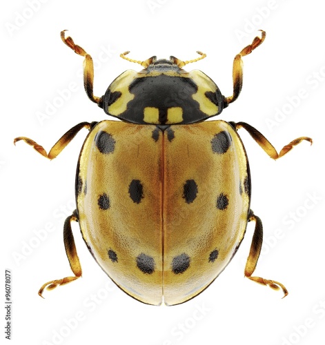 Beetle Coccinella magnifica photo