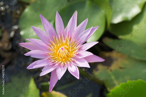 Pink lotus bloom in the pond .