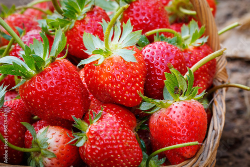 close up fresh strawberry in basket