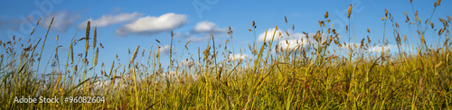 Photography Grass, blue sky and white clouds, long, thin, panorama.