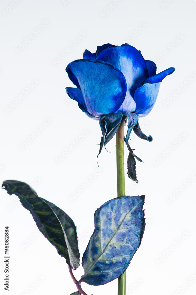 Blue rose close up isolated on white - obrazy, fototapety, plakaty 