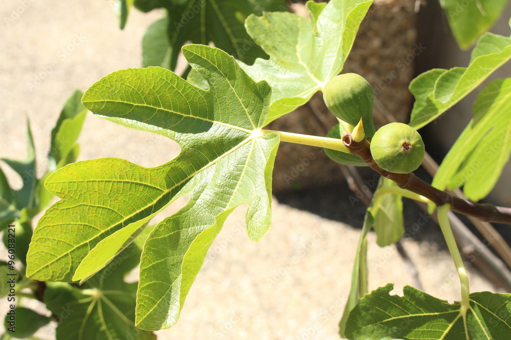 Green raw figs on the fig tree which are known as Green raw figs on the fig tree which are known as