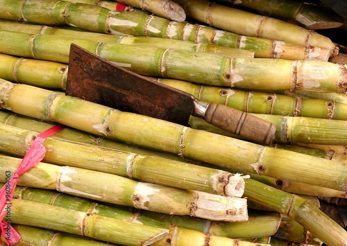 Stalks of Fresh Sugar Cane