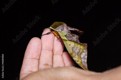 Rubricosa green and pink hawk moth photo