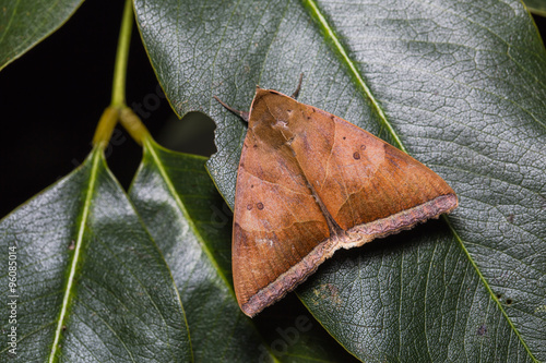 Artena dotata moth on green leaf photo