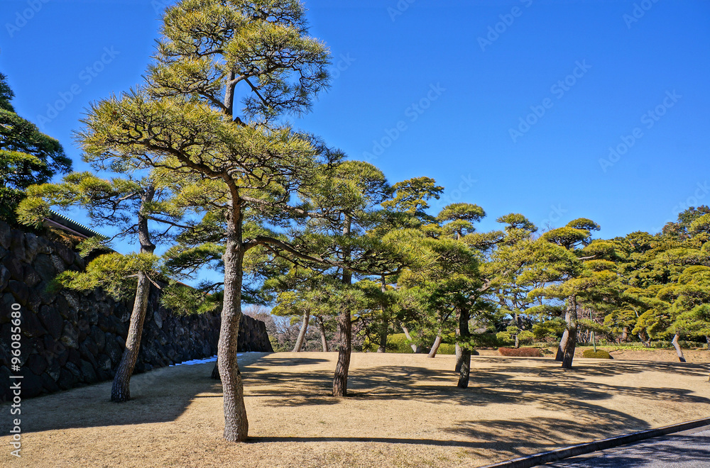 Pine trees in royal garden, Imperial Palace, Tokyo