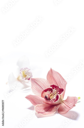 Fototapeta Naklejka Na Ścianę i Meble -  Orchid flower isolated 