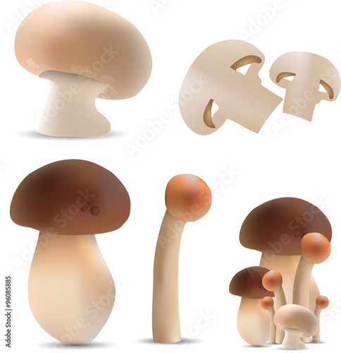 Funghi