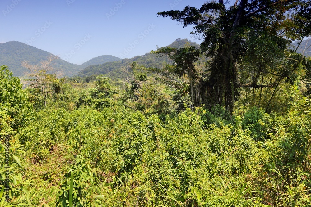 Fototapeta premium Jungle in Brazil
