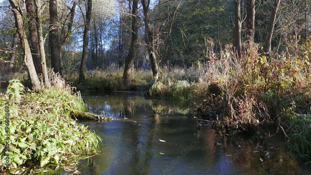Autumn leaves fall into a river Autumn leaves fall into a river