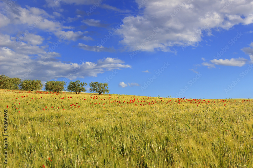 RURAL LANDSCAPE SPRING. Between Apulia and Basilicata:olive grove in the cornfield with poppies.ITALY