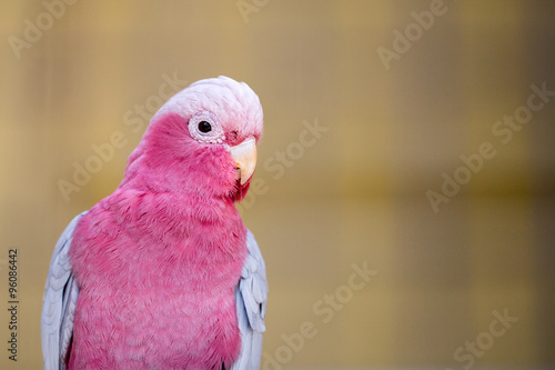 Beautiful pink parrot
