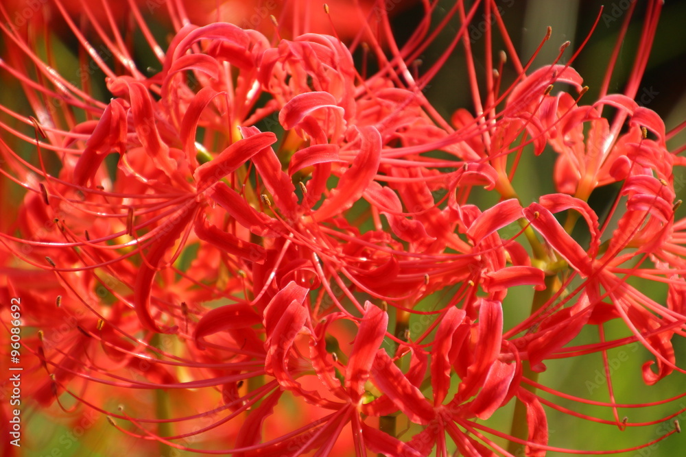 彼岸花 彼岸花