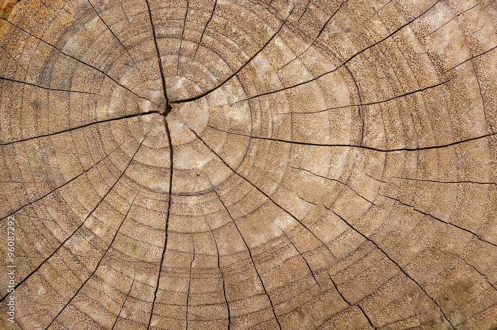 Fototapeta premium Natural Color Old Wood Cross Sectional Texture Background 