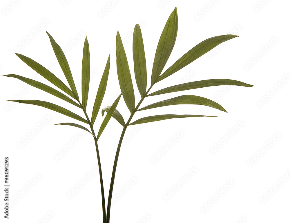 Fototapeta premium Green Bamboo Leaves Isolated on White.