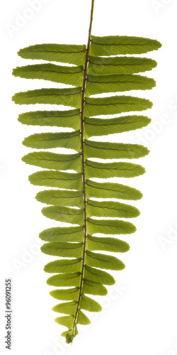 Green Unfurling Fern Isolated on White.