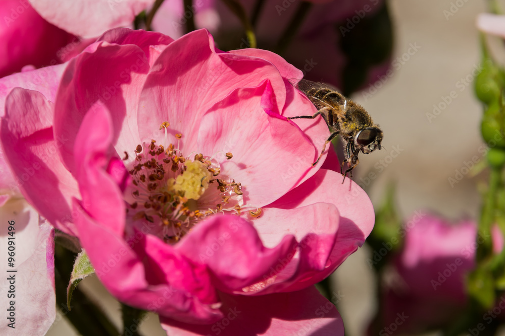 Close up of a bee in the pink flower - obrazy, fototapety, plakaty 