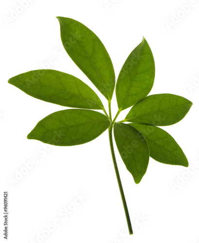 green leaf isolated on white