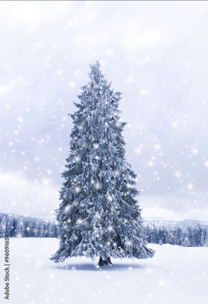 Tannenbaum im Winterwald Tannenbaum im Winterwald