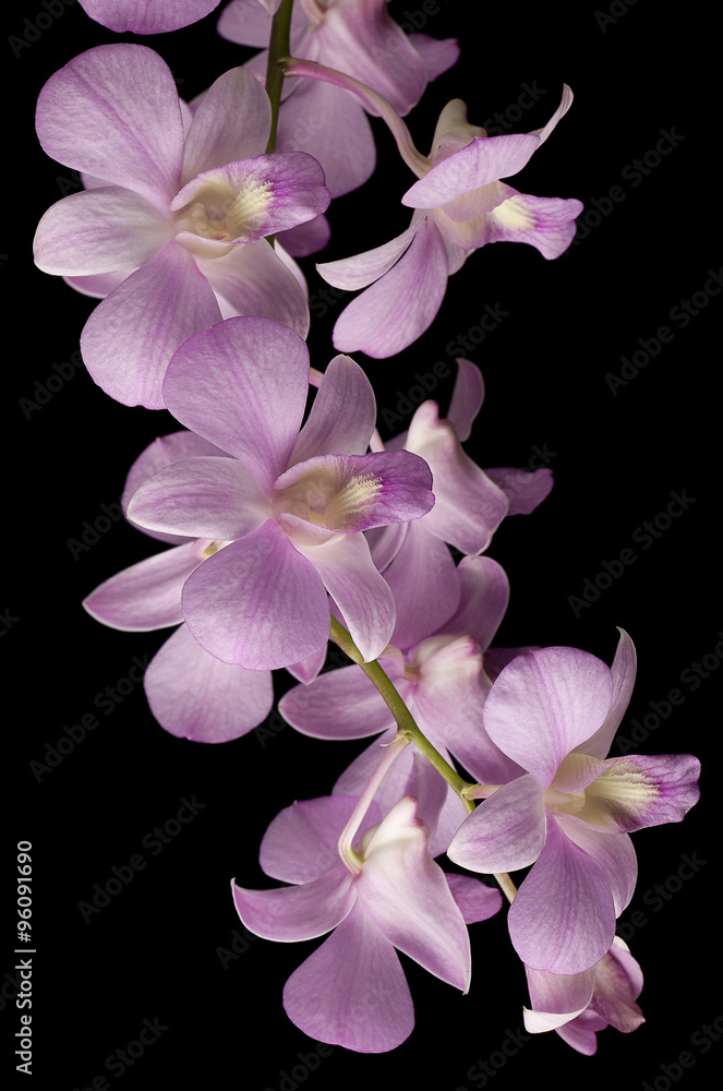 Pink Dendrobium orchid isolated on black background Pink Dendrobium orchid isolated on black background