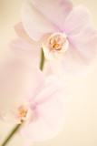 pink dendrobium orchid background.