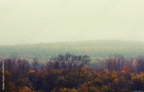 Autumn depressive forest landscape