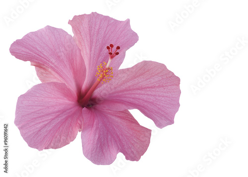 pink hibiscus isolated on white