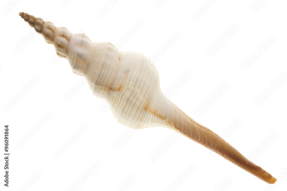 Shell isolated on white Shell isolated on white