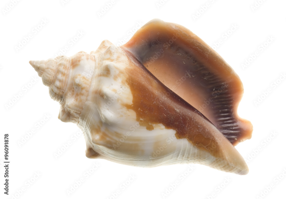 Naklejka premium Shell isolated on white