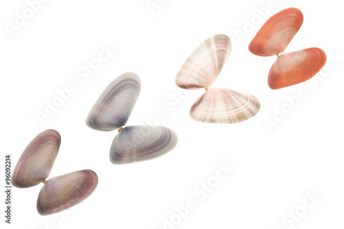Seashells isolated on white background