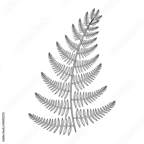 Zentangle vector male Fern for tattoo in boho, hipster style. Or
